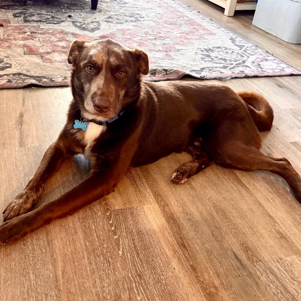 Louis (Reduced Rover)