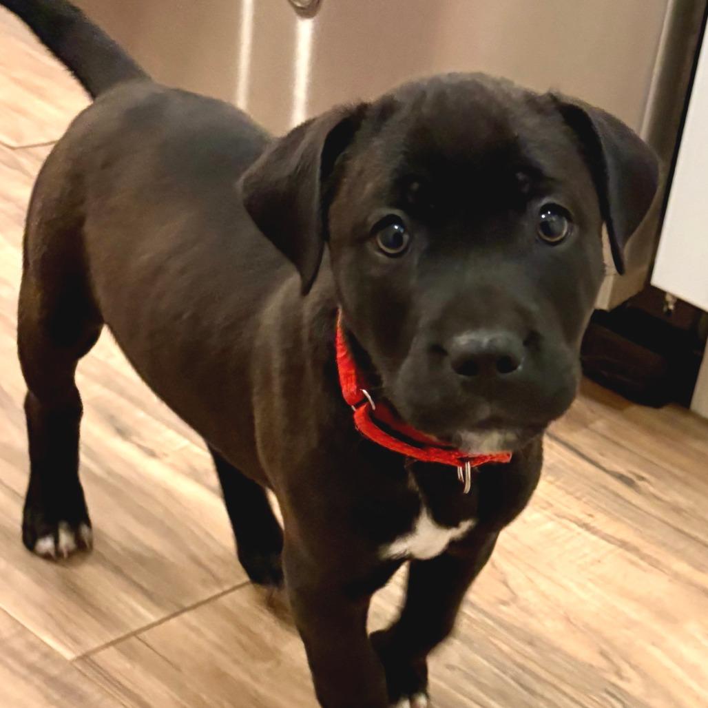 Charlie Brown Richmond