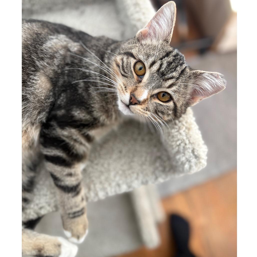 Brave Little Toaster