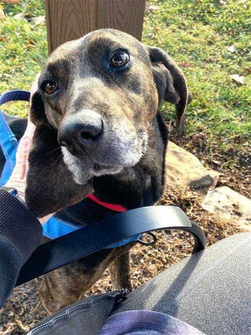 Adoptable Dogs & Puppies in Kingsport, TN