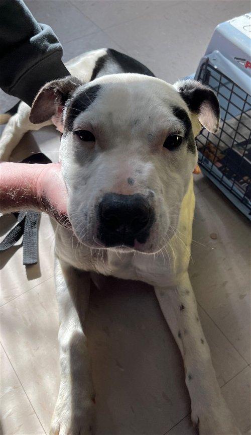 Adoptable Dogs & Puppies in Kingsport, TN