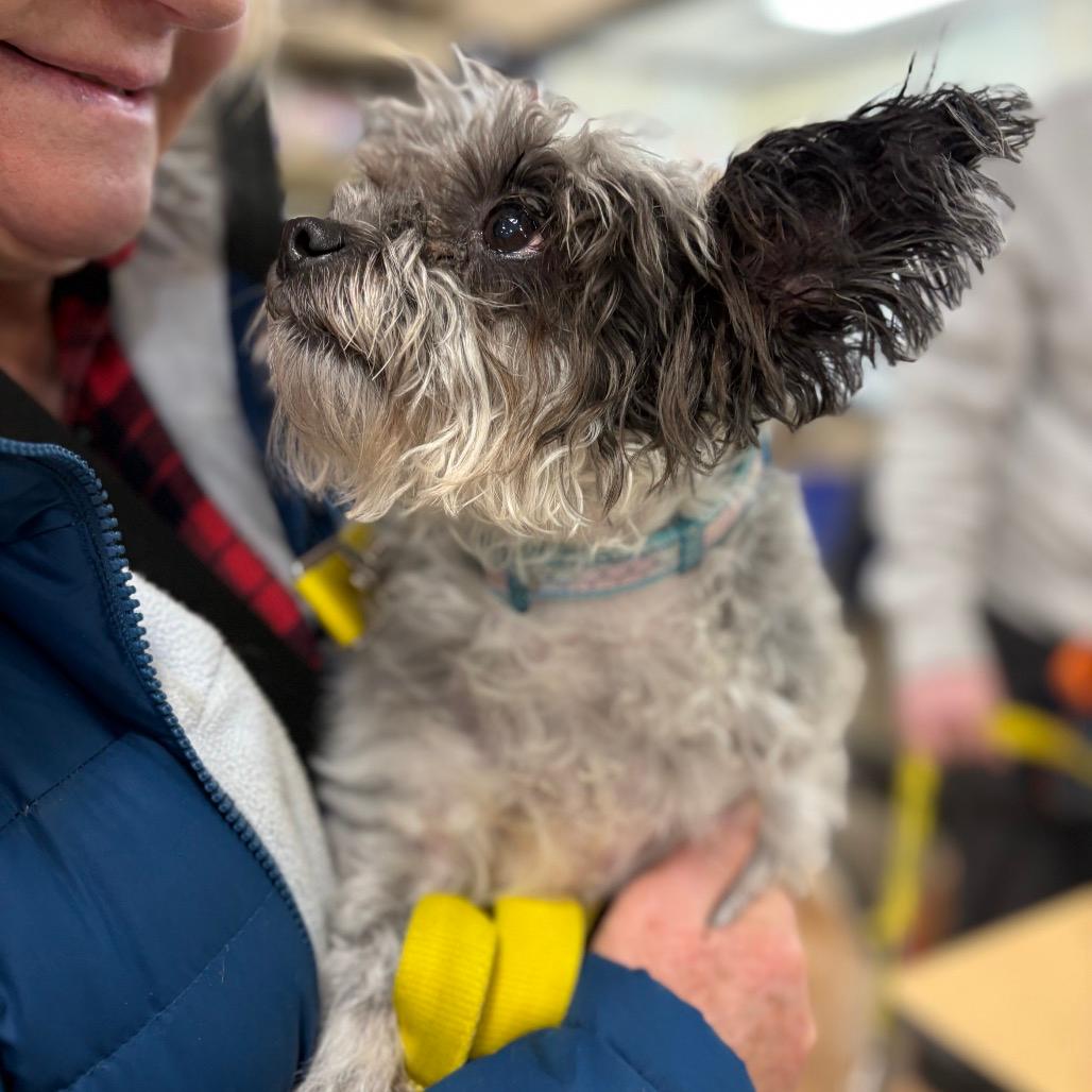 Lady- bonded to Lola