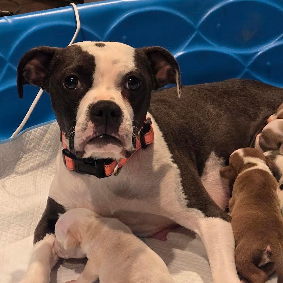 Boston ( Formally Noel)