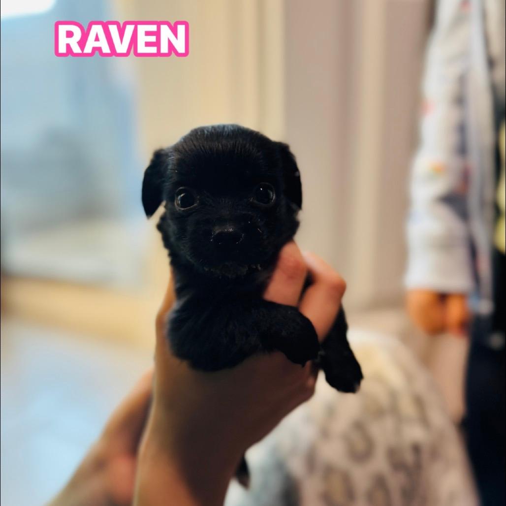 Raven 