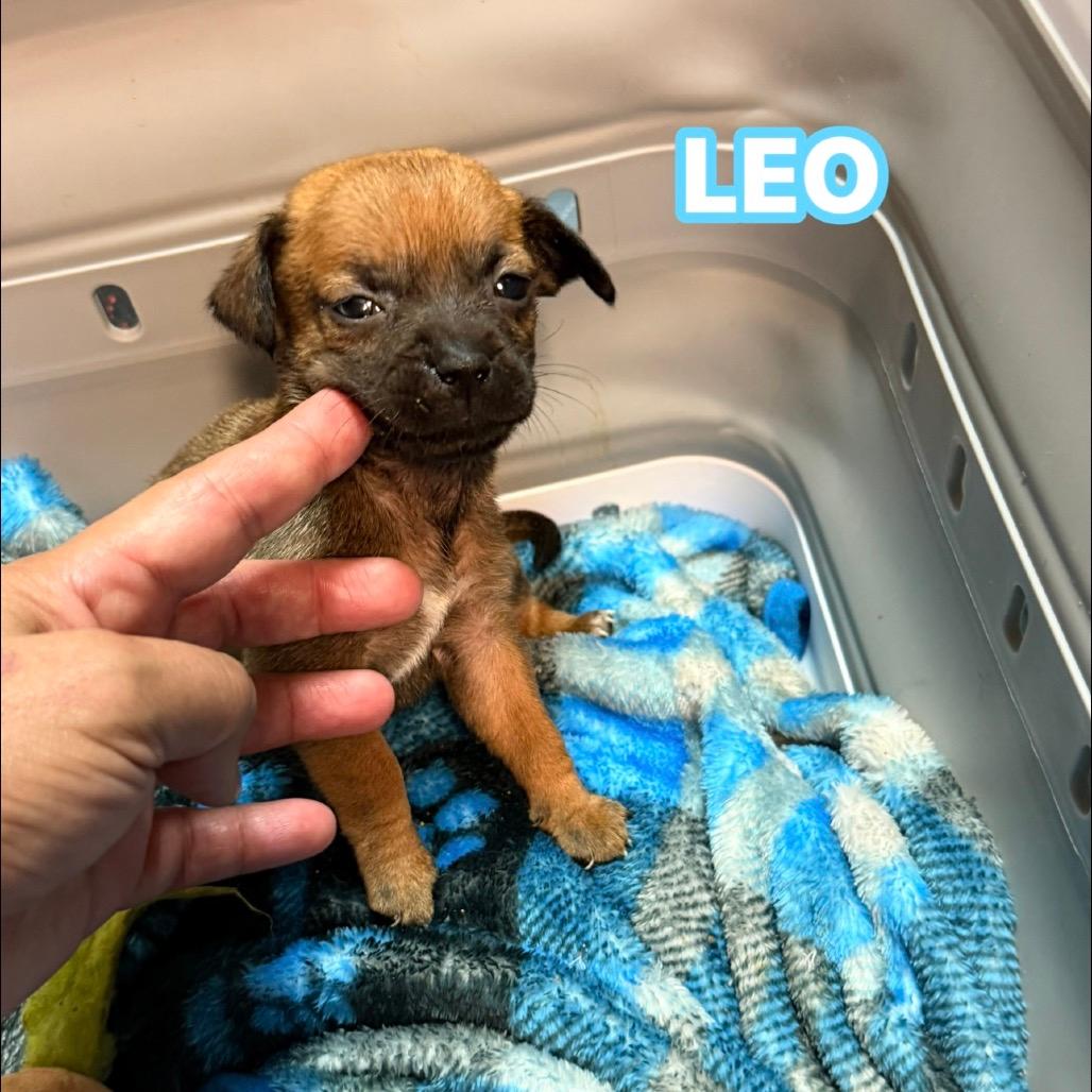 Leo 