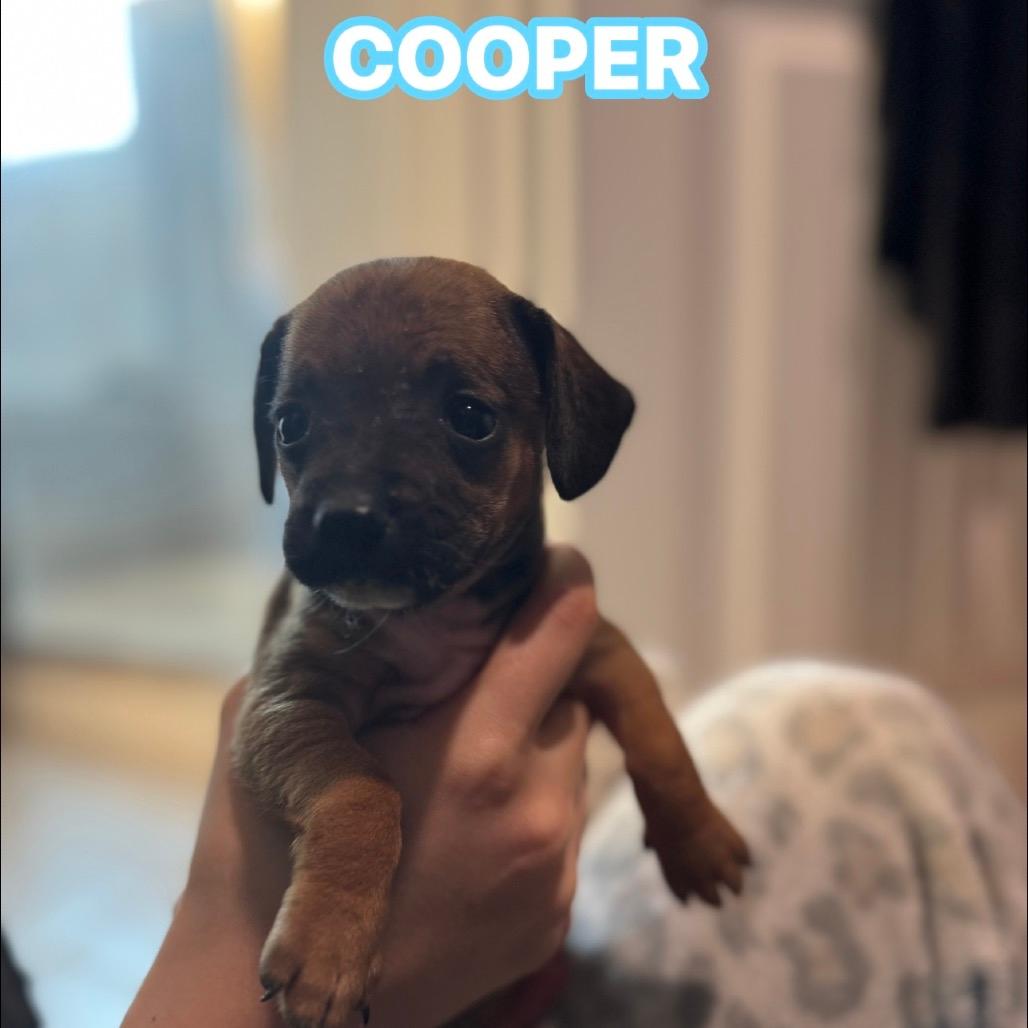 Cooper 