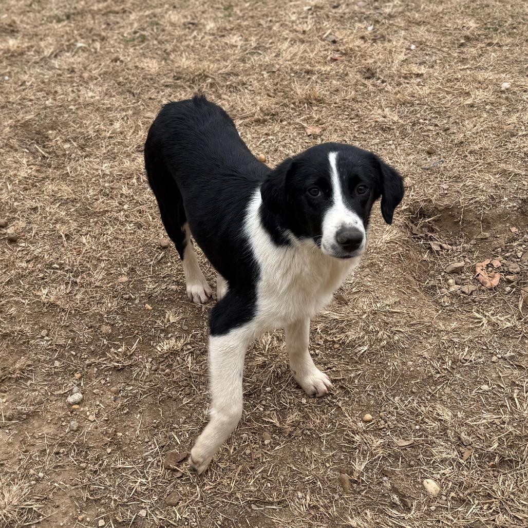 Update: they weren't a match 😭 As some of you with border collies/ border  collie mixes warned, these little floofs have some energy and play in them.  If you're near Hood River,, image size:1028x1028