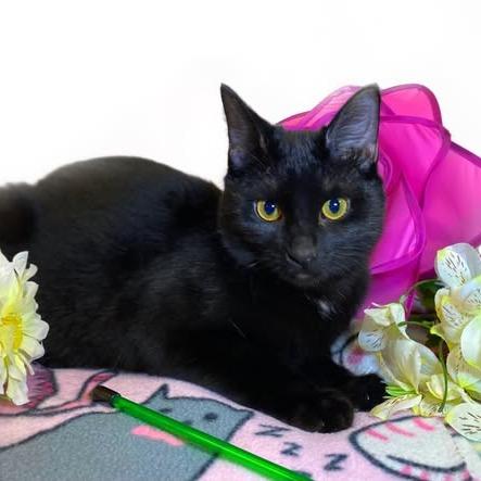 RAVEN (bonded w/Blackbird)