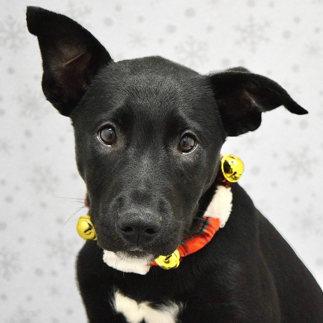 Bagheera (puppy) - ECAS