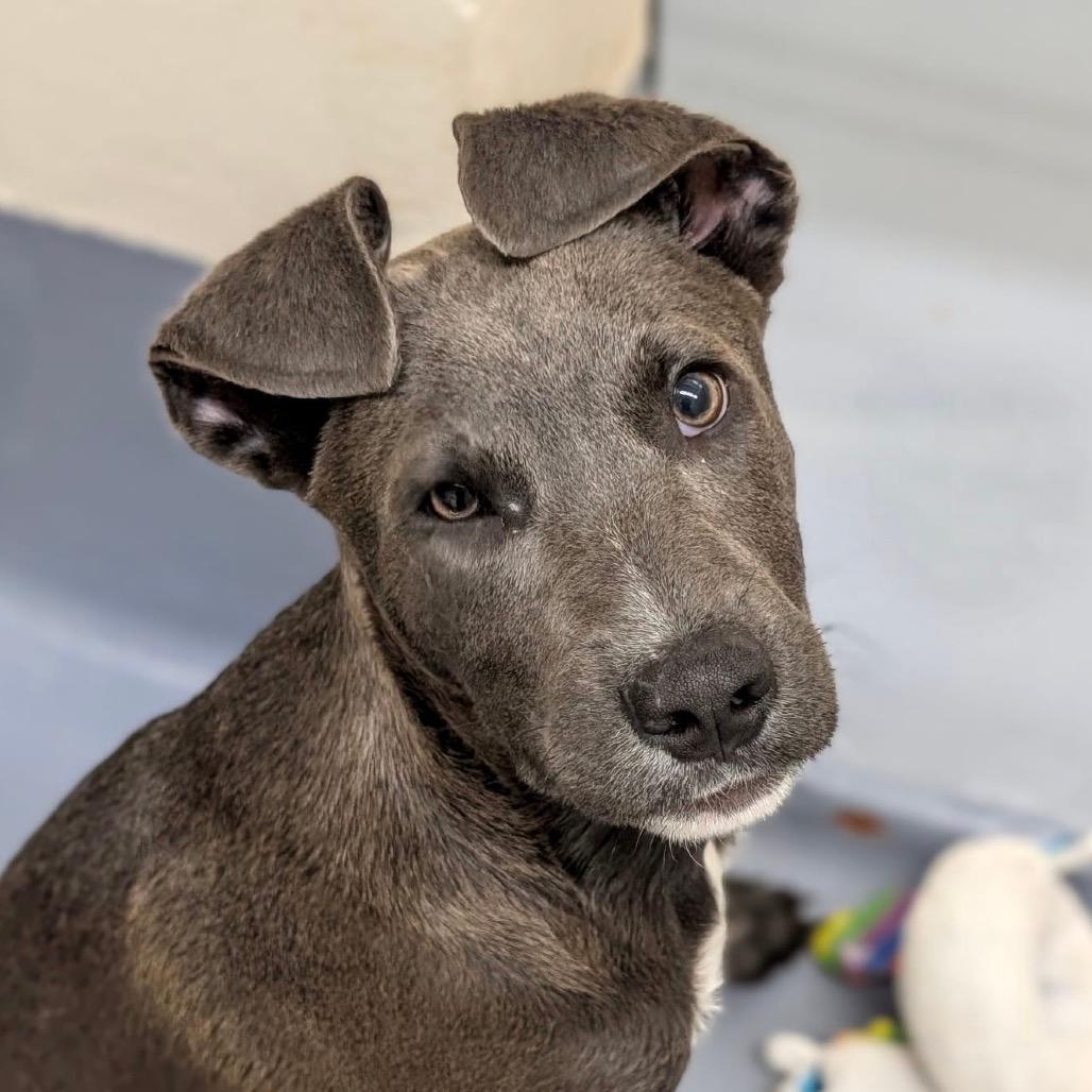 Frenchie (puppy) - ECAS