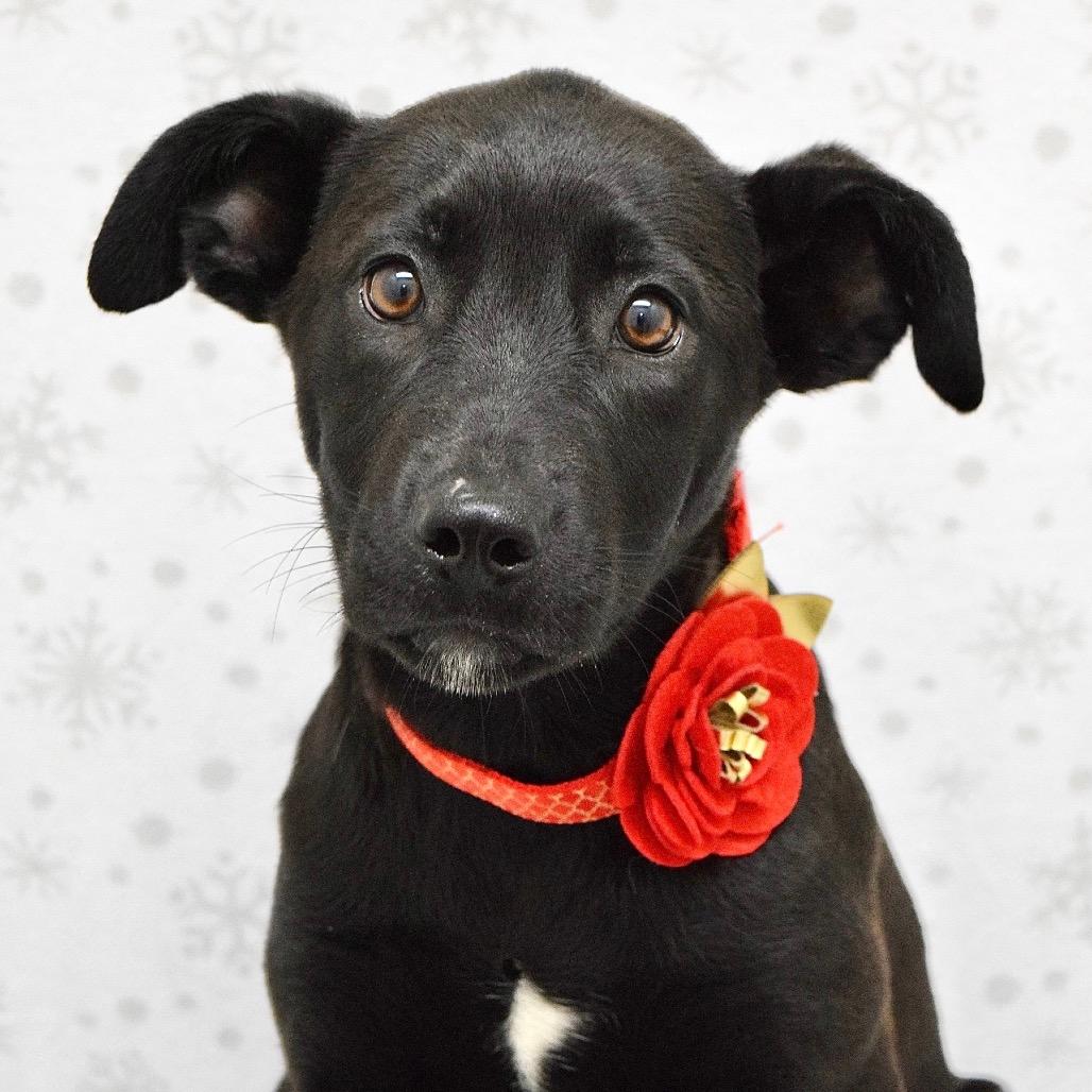 Raksha (puppy) - ECAS