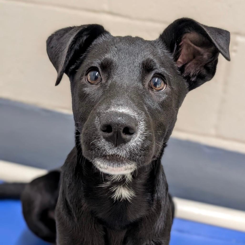 Rizzo (puppy) - ECAS