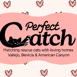 shelter logo