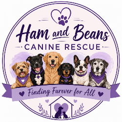 shelter logo