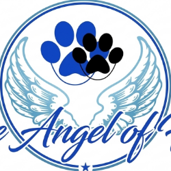 shelter logo