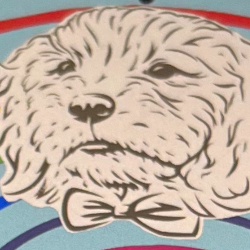 shelter logo