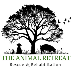 shelter logo