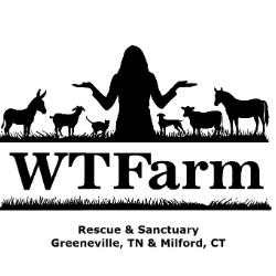 shelter logo