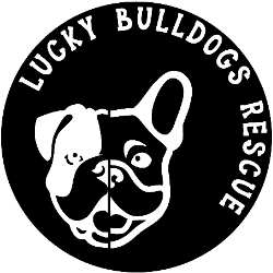 shelter logo