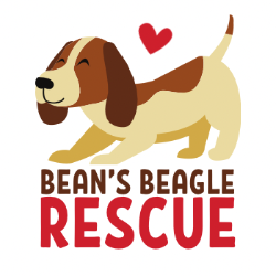 Bean's Beagles Dog Rescue, Inc.
