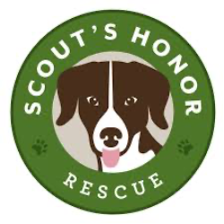 shelter logo