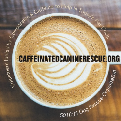 shelter logo
