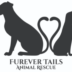 shelter logo