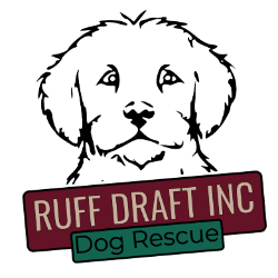 shelter logo