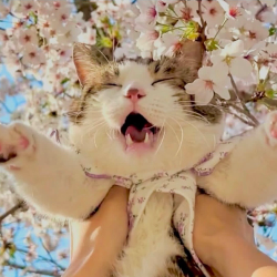 Caring Kitties Inc
