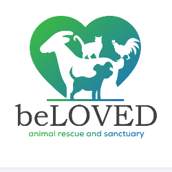 shelter logo